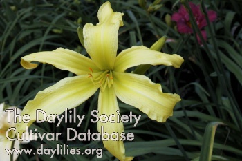 Daylily Gadsden Greensleeves